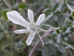 Teucrium racemosum