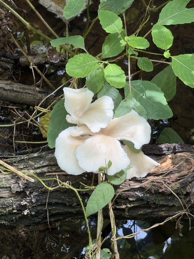 pale oyster · June 2026 · photo: Photo: (c) novvictan, some rights reserved (CC BY) · iNaturalist