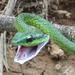 Leptophis ahaetulla bocourti - Photo (c) Mario Humberto Yánez-Muñoz, some rights reserved (CC BY-NC), uploaded by Mario Humberto Yánez-Muñoz