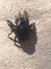 Xylocopa tabaniformis androleuca