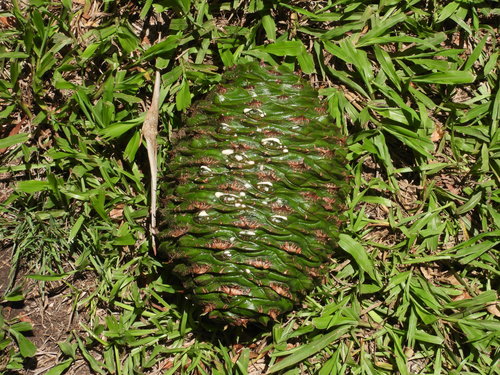 Bunya Pine