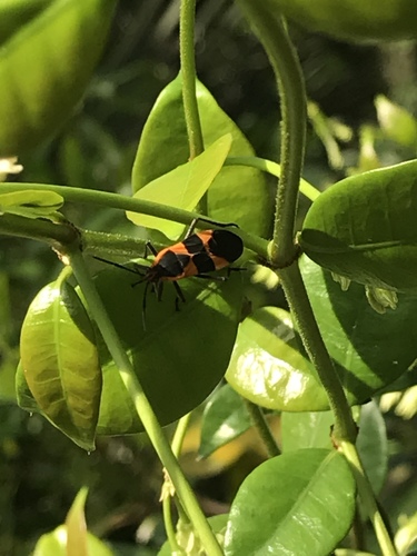 Large Milkweed Bug photographed in Florida