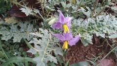 Solanum virginianum