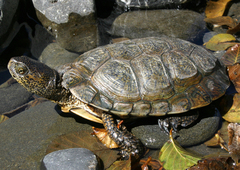 Actinemys marmorata marmorata