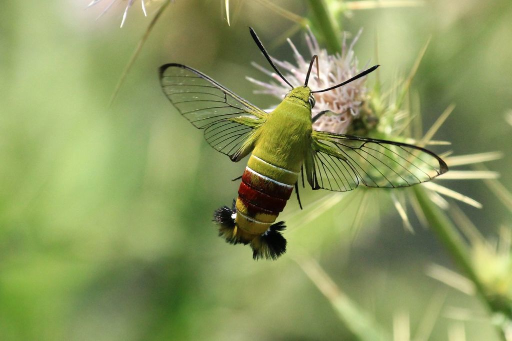 Cephonodes
