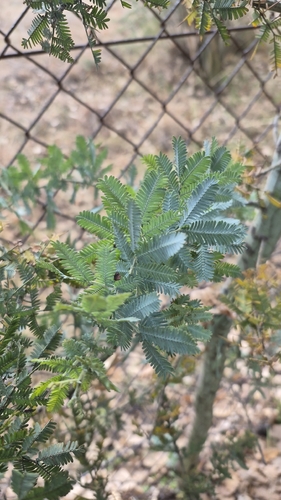 Cootamundra wattle
