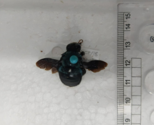 Xylocopa caerulea