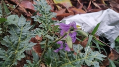 Solanum virginianum