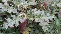 Solanum virginianum