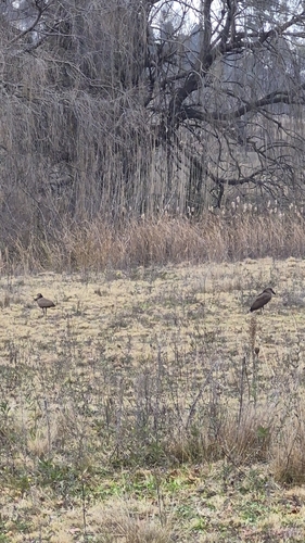 Hamerkop