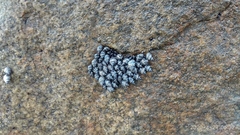 Echinolittorina interrupta