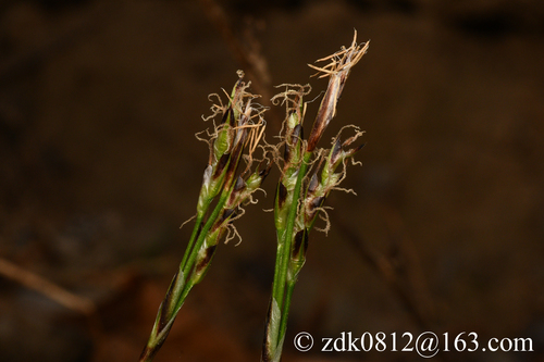 Carex lanceolata, 2026-04-02