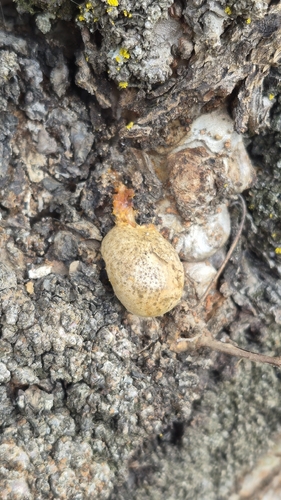 Lycogala flavofuscum