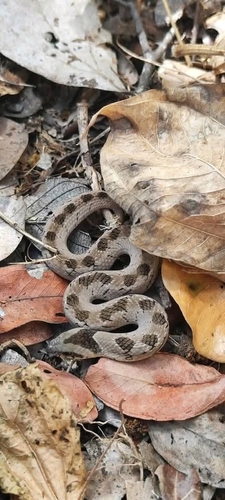 Spotted Night Adder