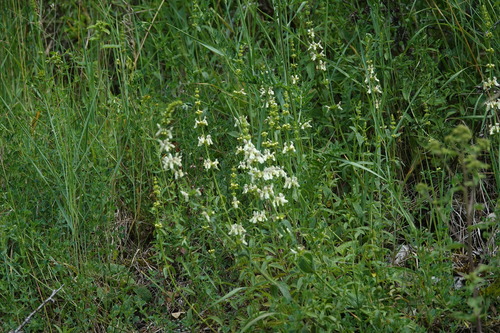 Perennial Yellow-woundwort