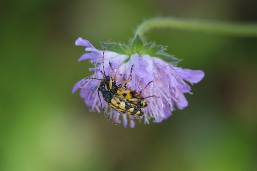 Spotted Longhorn Beetle