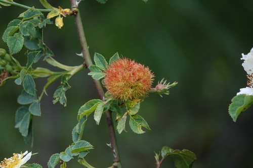Mossy Rose Gall Wasp
