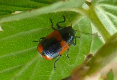 Cryptocephalus notatus