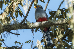 Priotelus roseigaster