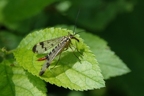 Common European Scorpionfly
