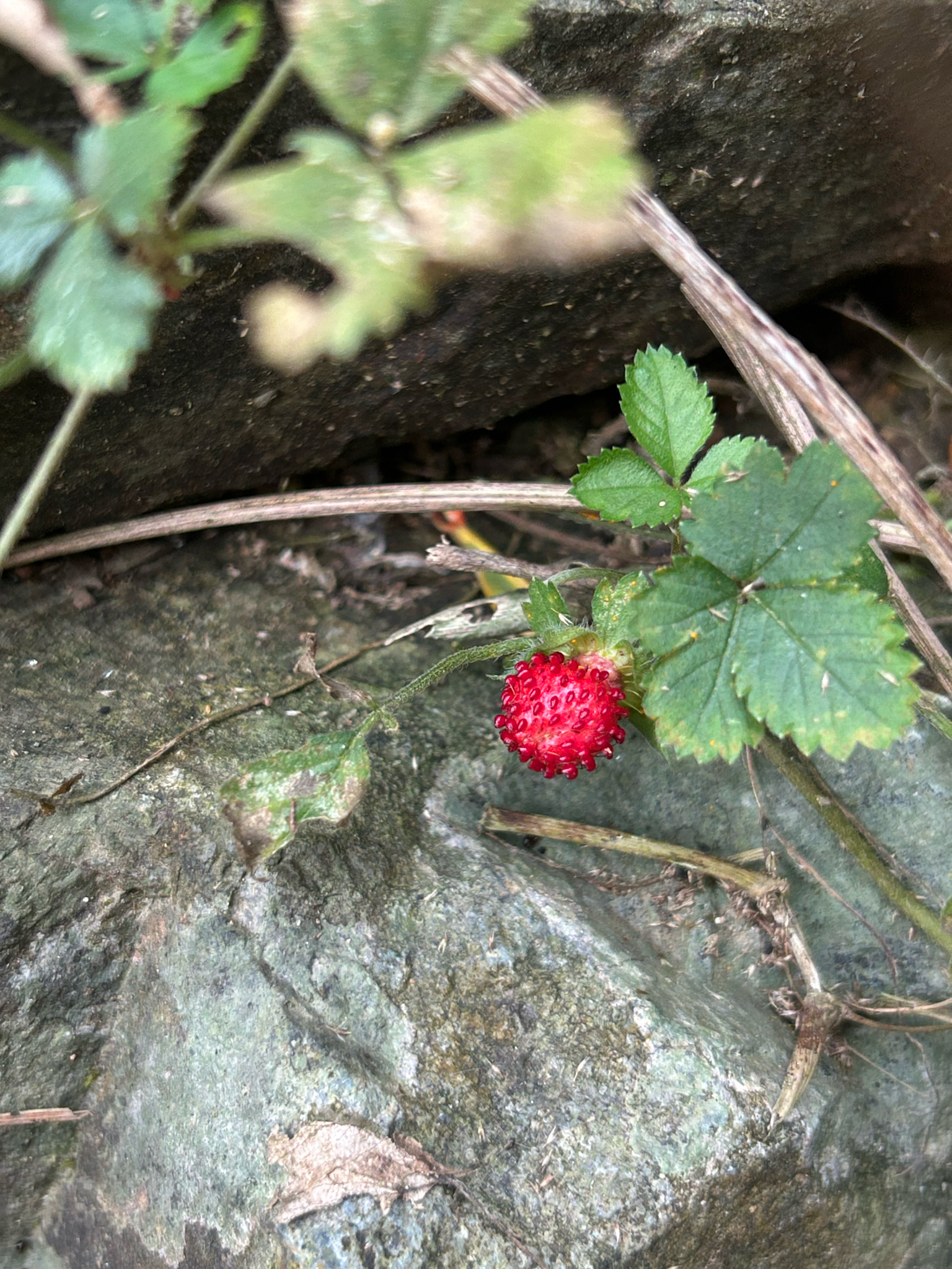 Potentilla indica — ảnh 3