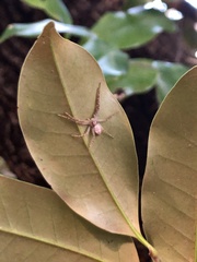 Philodromus subaureolus