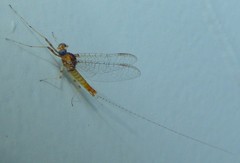 Maccaffertium modestum