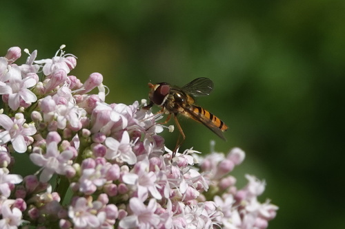 Marmalade Hover Fly