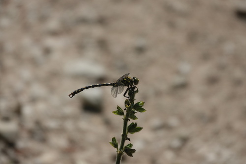 Small Pincertail
