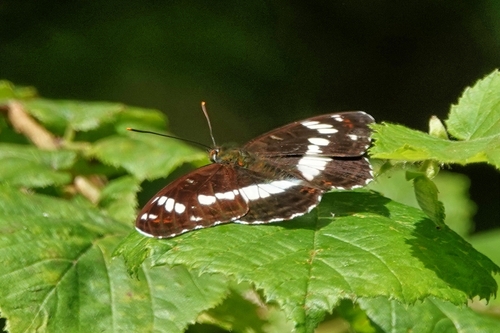 Eurasian White Admiral