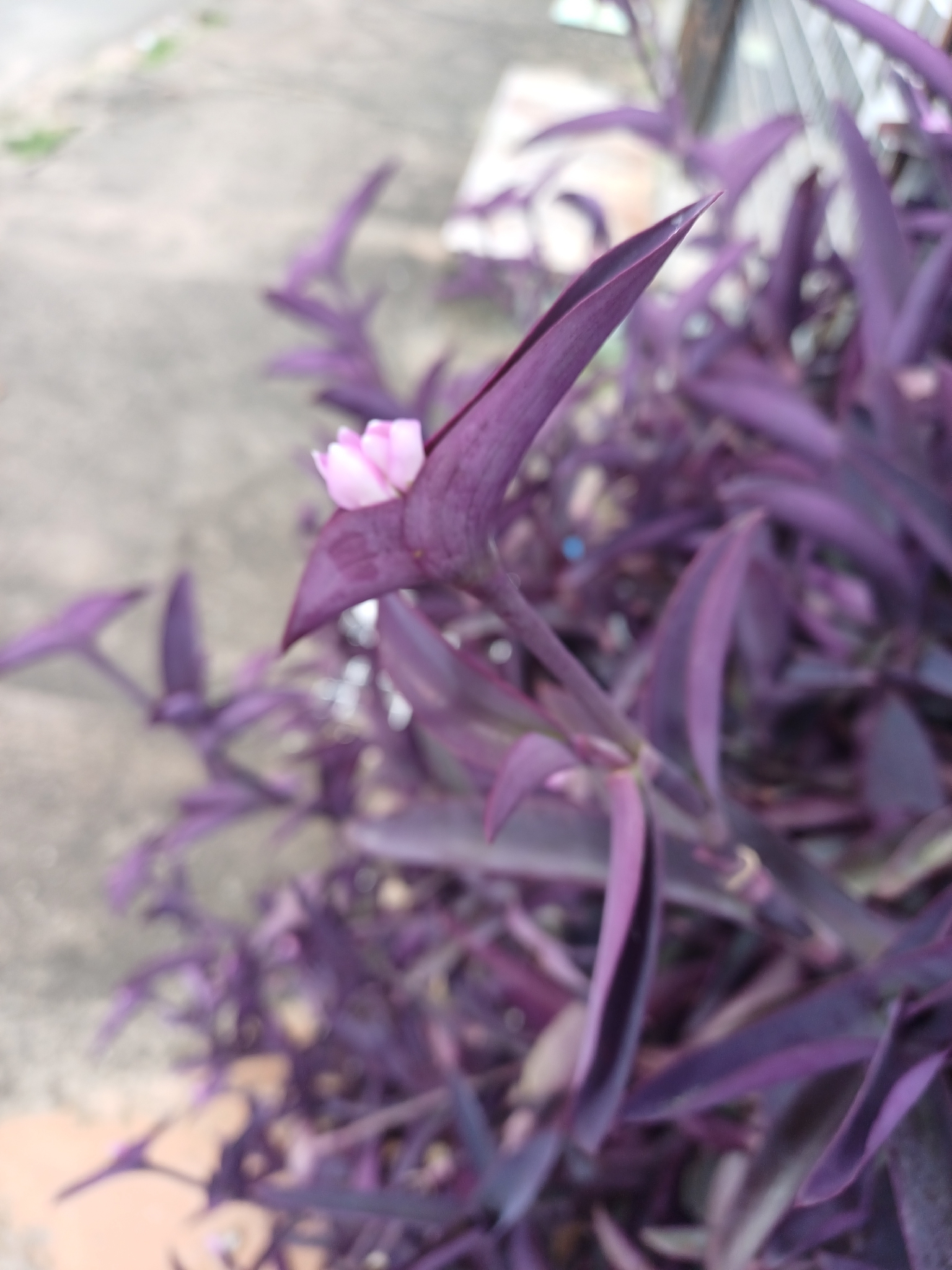 Tradescantia pallida
