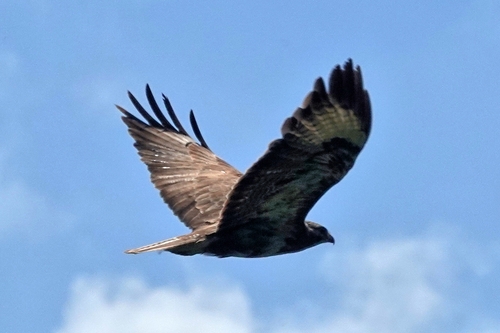 Common Buzzard