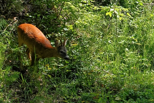 Western Roe Deer
