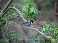 Machlolophus aplonotus