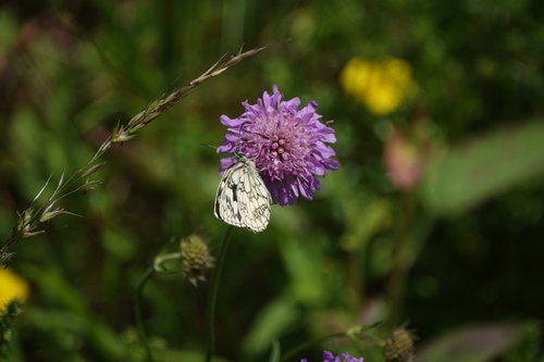 Marbled White