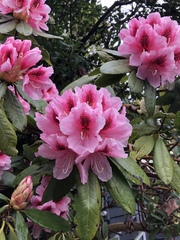 Rhododendron