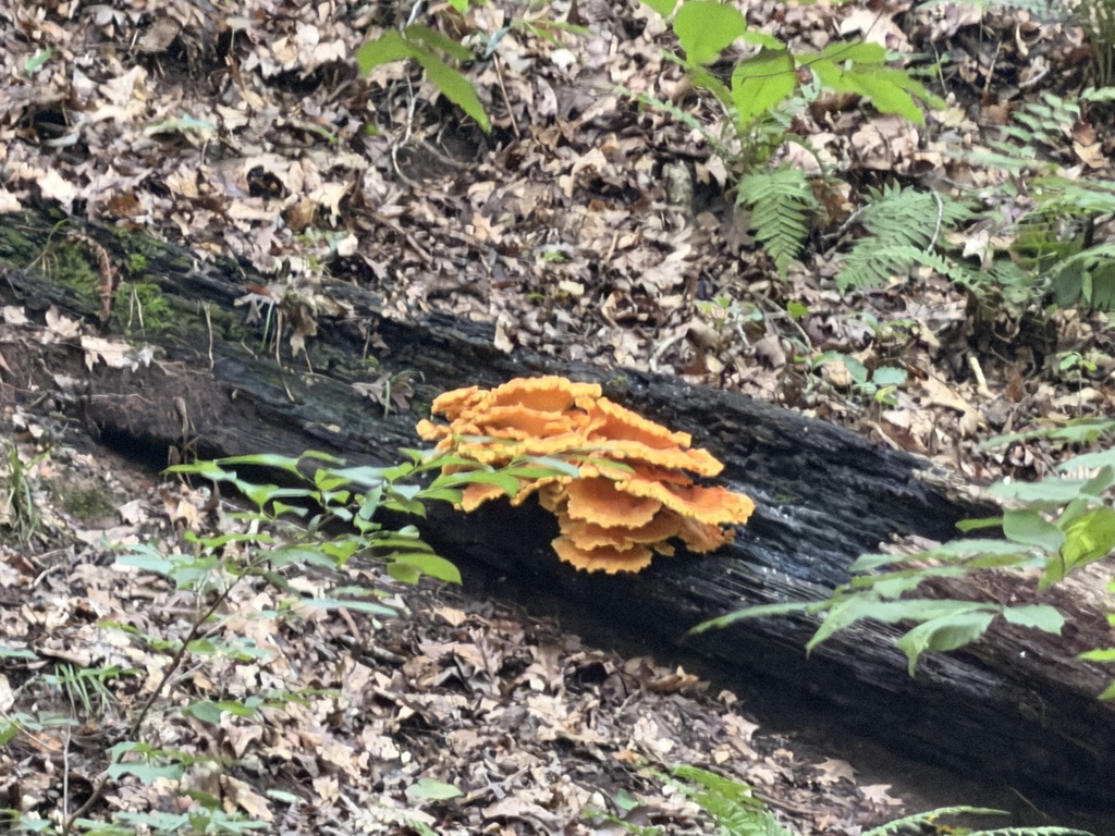 chicken of the woods · June 2026 · photo: Photo: (c) novvictan, some rights reserved (CC BY) · iNaturalist