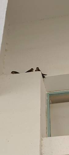 Eurasian Crag-Martin