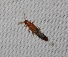 Distremocephalus texanus