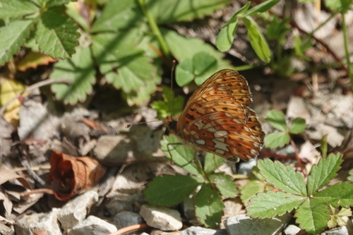 Pearl-bordered Fritillary