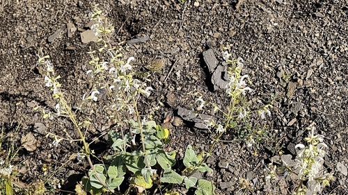 Salvia occidentalis observed 2026-06-18