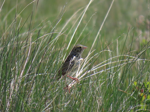 Baird's Sparrow