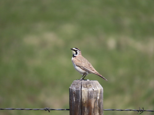 Horned Lark
