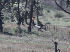 Lepus californicus asellus