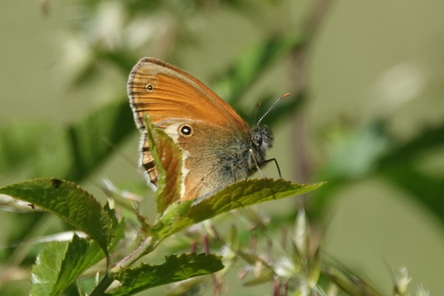 Pearly Heath