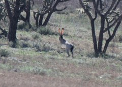 Lepus californicus asellus