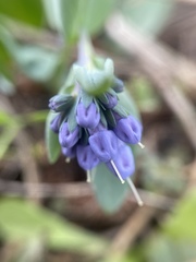 Mertensia longiflora