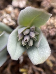 Mertensia longiflora