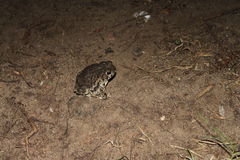 Anaxyrus compactilis