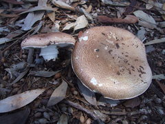 Agaricus megalocarpus